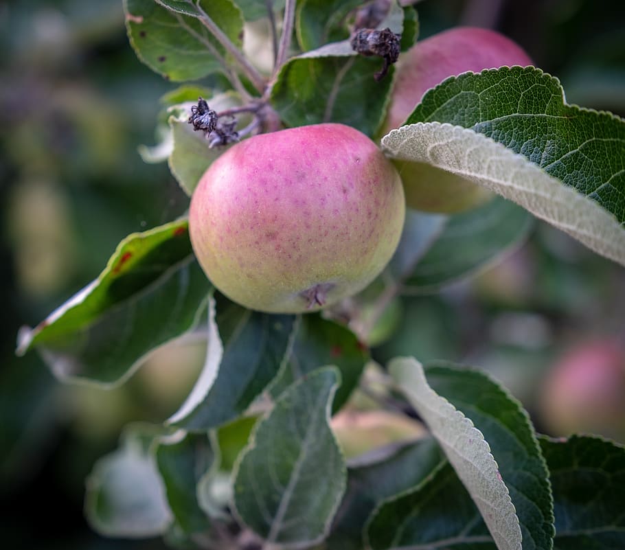 apple, fruit, immature, fresh, healthy, vitamins, harvest, kernobstgewaechs HD wallpaper