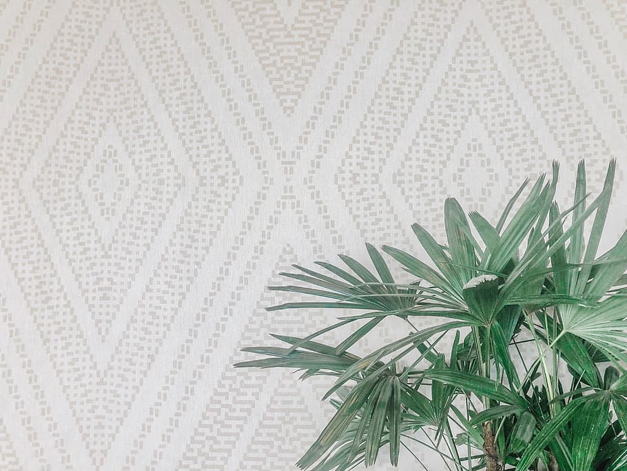 green leaf plant near white surface, no people, plant part, green color HD wallpaper
