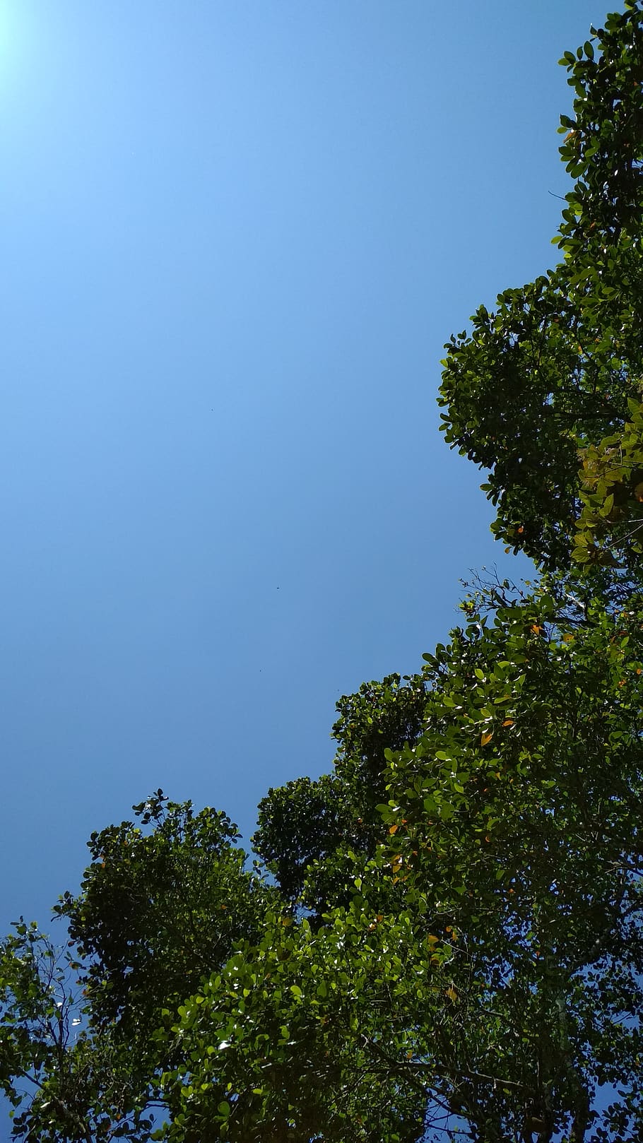 india, kerala, tree, plant, sky, growth, low angle view, clear sky HD wallpaper