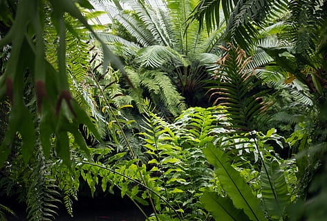 vegetation, plant, rainforest, tree, outdoors, land, nature HD wallpaper