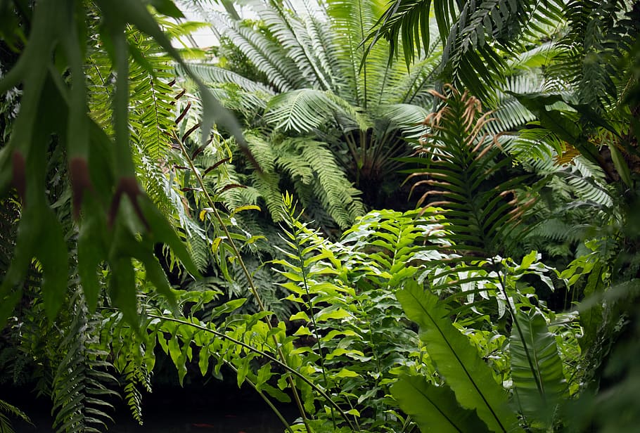 vegetation, plant, rainforest, tree, outdoors, land, nature, HD wallpaper