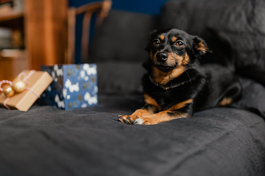 Christmas gifts for a cute little dog, pet, puppy, small dog