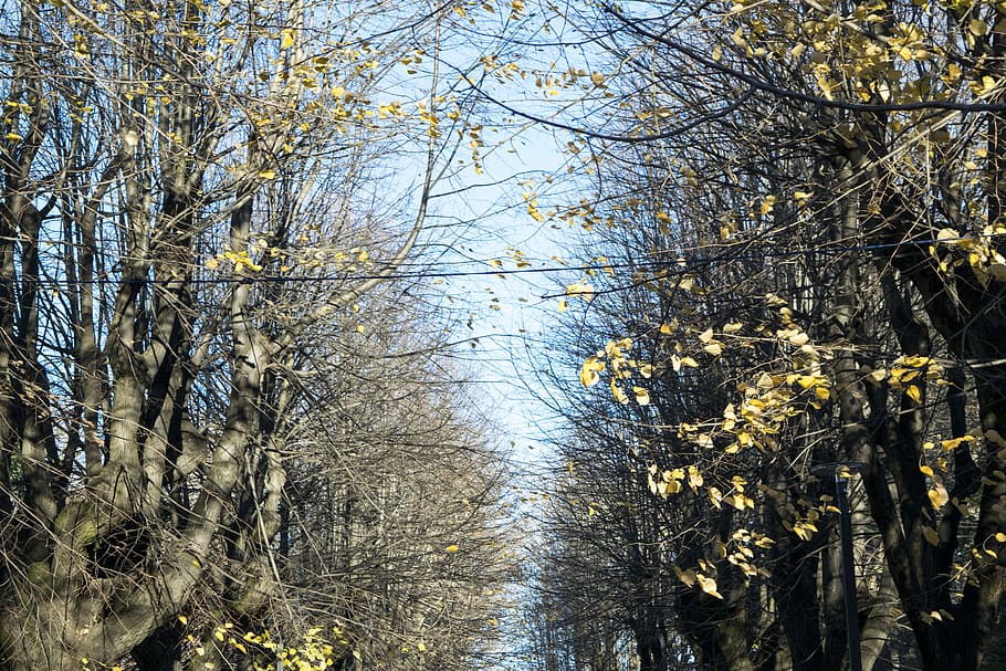 rovellasca, tree, leaf, autumn, elia clerici, plant, growth HD wallpaper