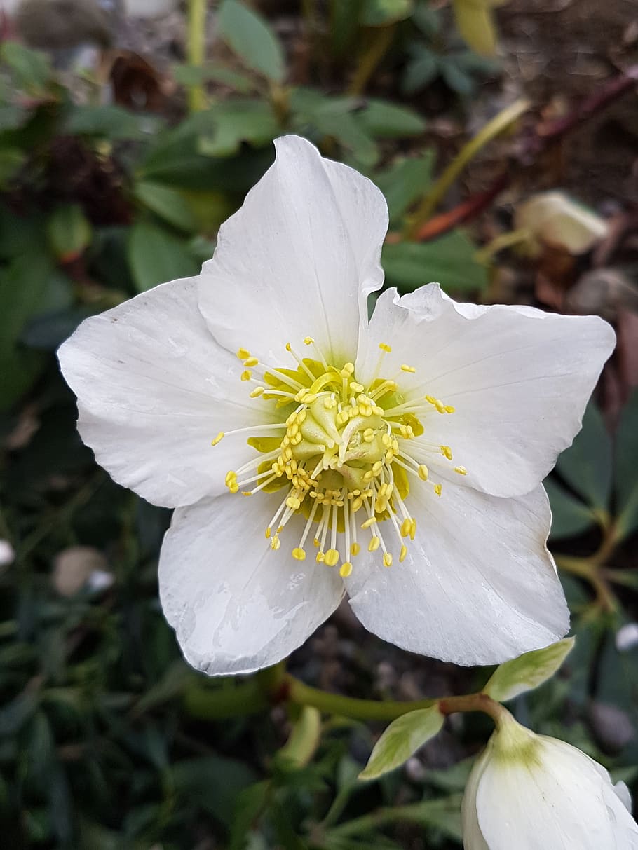 flower, white, nature, spring, flowering plant, fragility, beauty in nature HD wallpaper