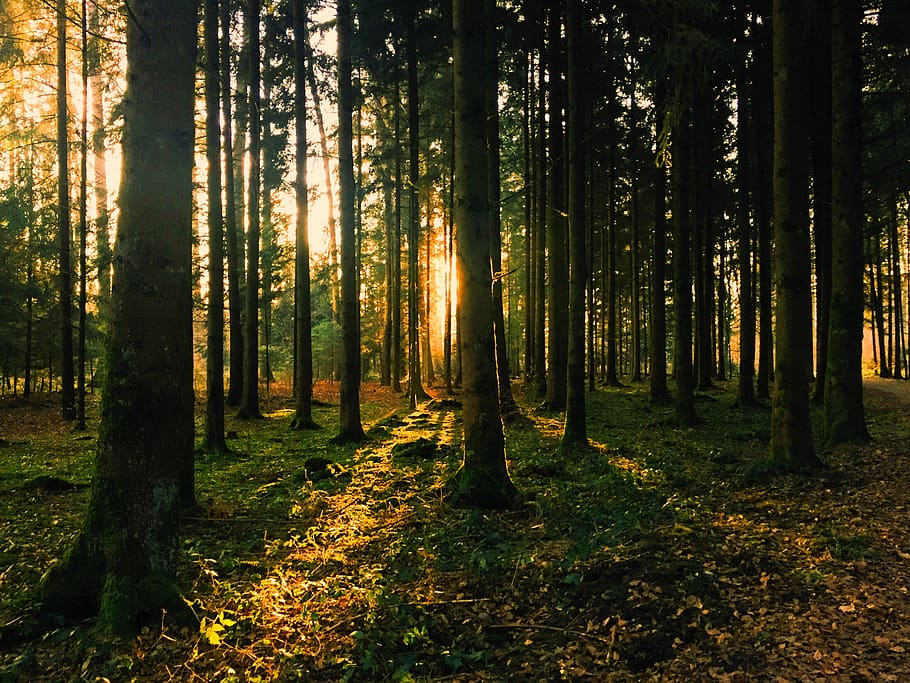 Landscape Photography of Green Leaf Trees, backlit, conifer, dawn HD wallpaper
