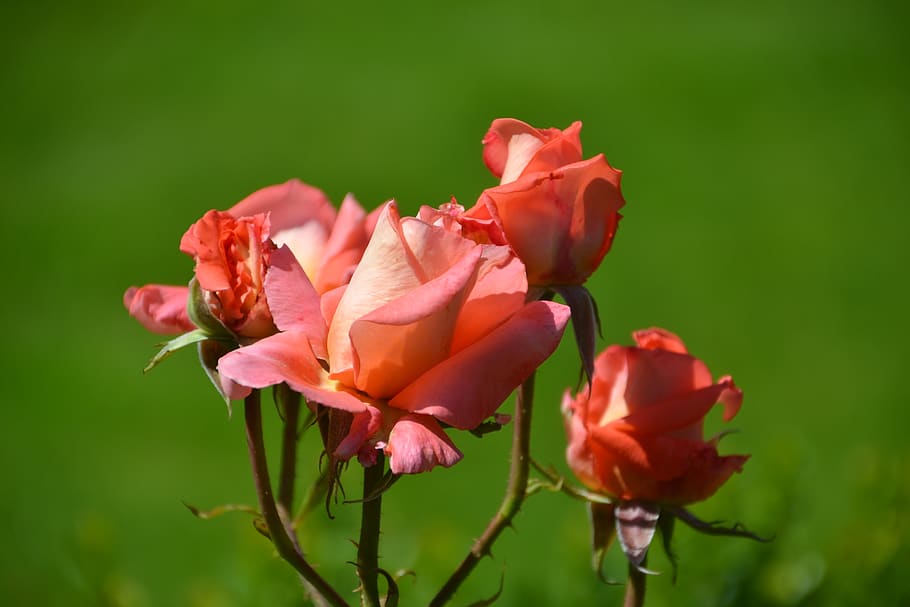 rose, flower, petals, flowering plant, fragility, vulnerability HD wallpaper