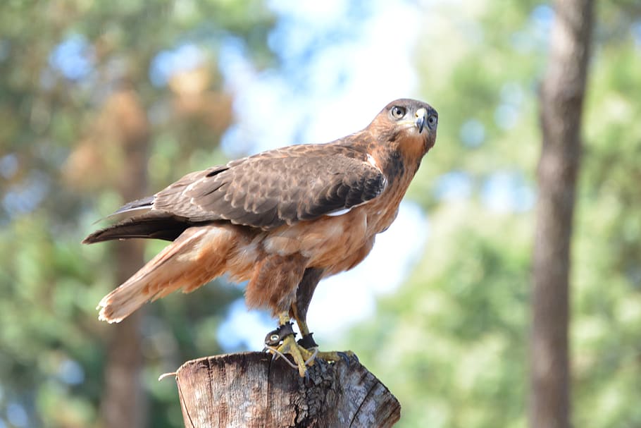 hawk, raptor, wild, bird, feather, falconry, nature, predator HD wallpaper