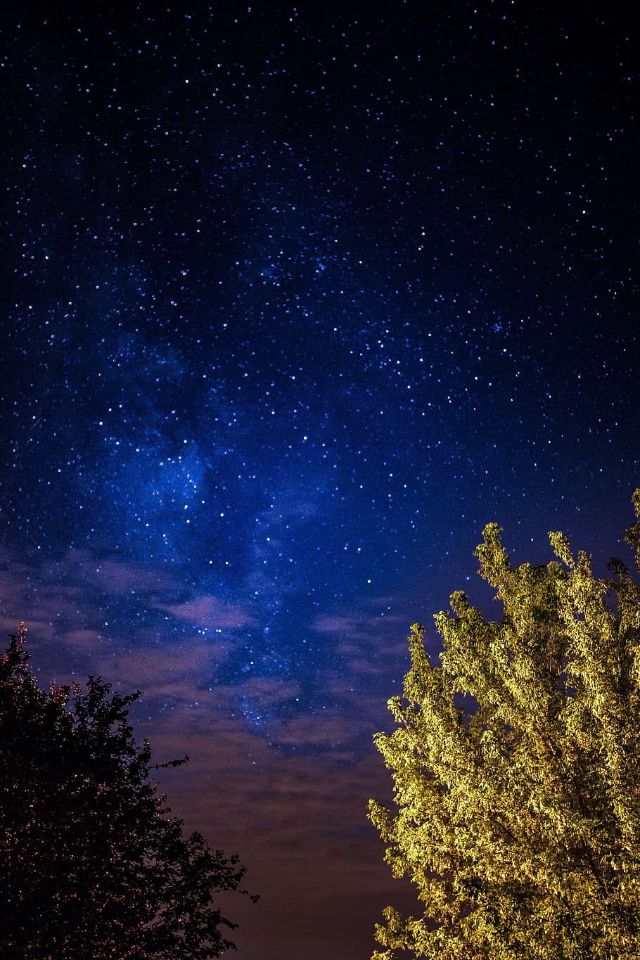A trees under the starry sky, nature, outdoors, night, stars, HD wallpaper