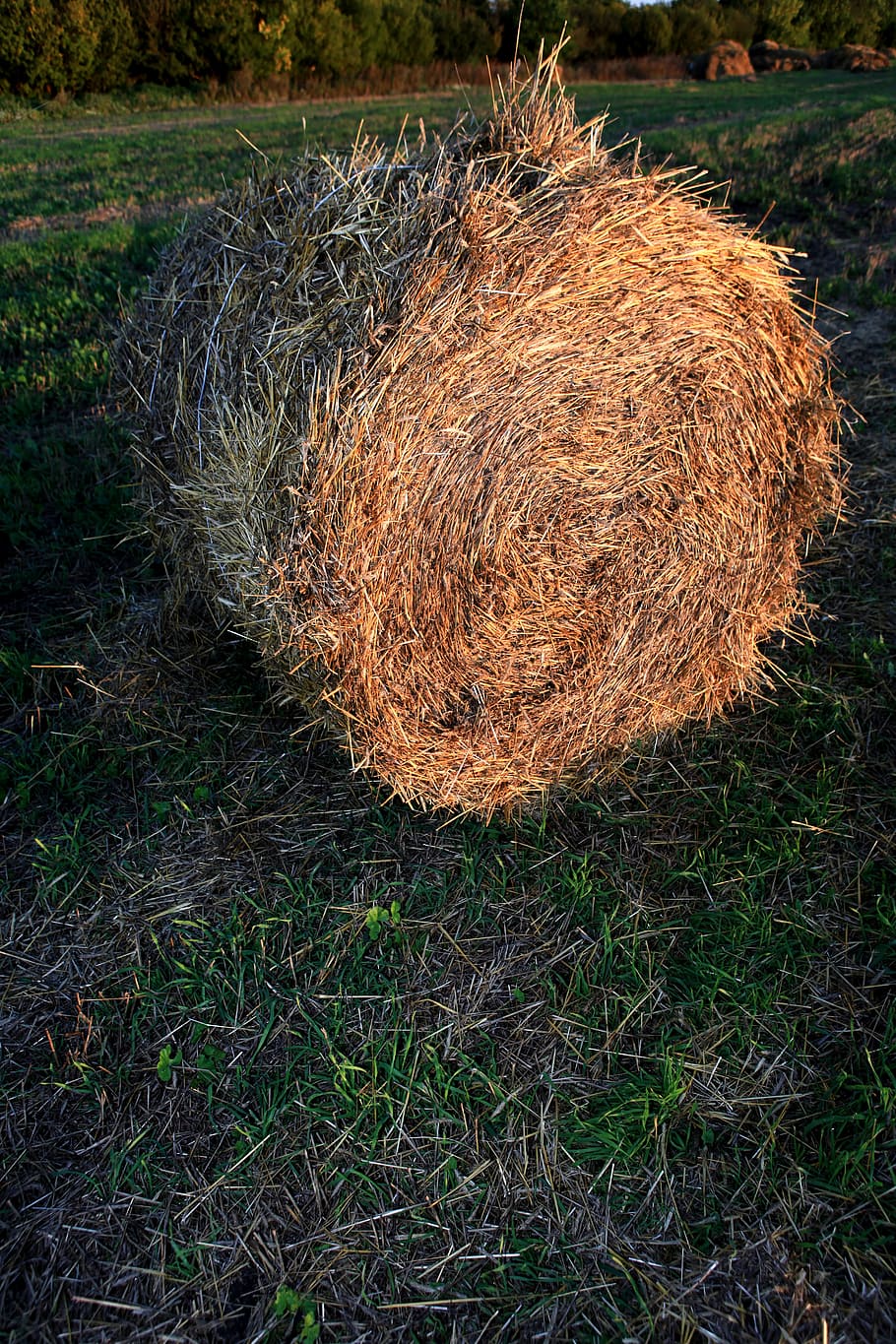 corn, dry, farm, field, food, grass, harvest, hay, haybales HD wallpaper