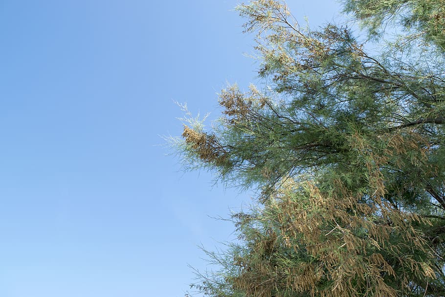 tree, view, sky, blue, elia clerici, plant, low angle view HD wallpaper
