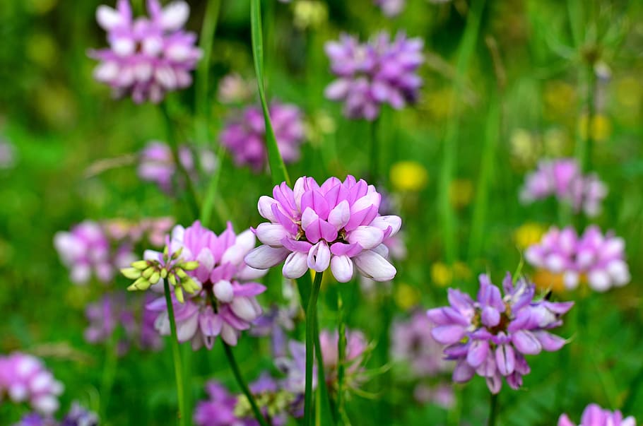 Selective-focus Photography of Purple Petaled Flower, bloom, blooming, HD wallpaper