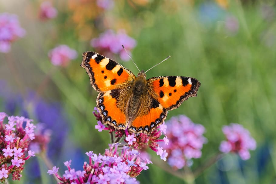 butterfly, nature, insect, macro, flower, animal wildlife, flowering plant HD wallpaper
