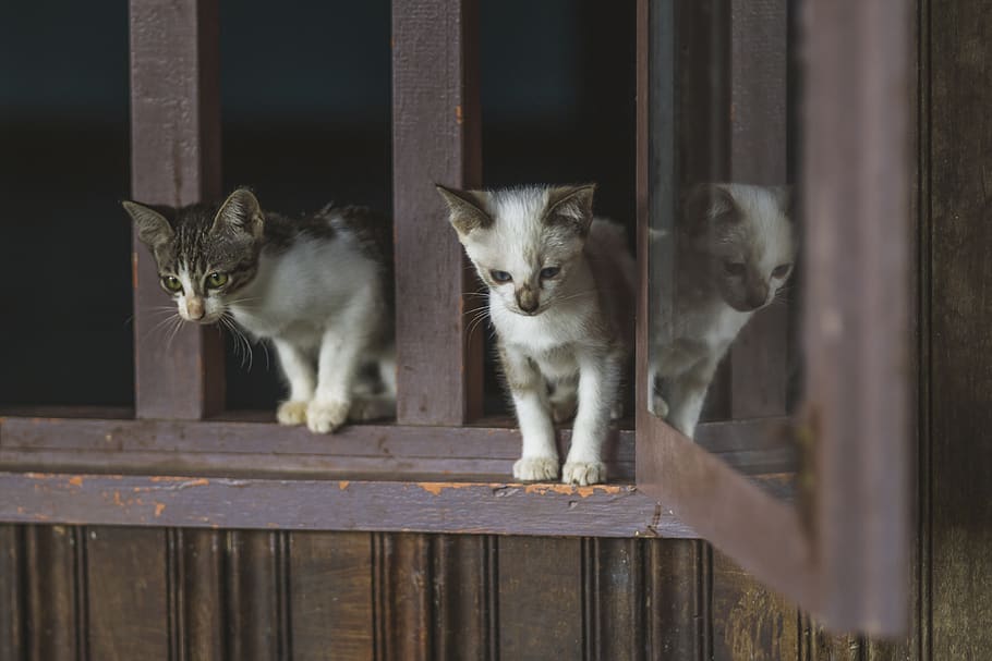 reflection, cat, vintage, papar, sabah, borneo, feline, animal HD wallpaper