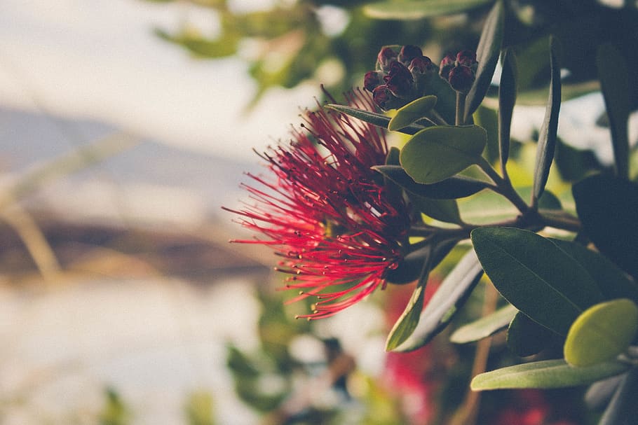 Selective Focus Photography Of Red Persian Silk Flower, bloom HD wallpaper
