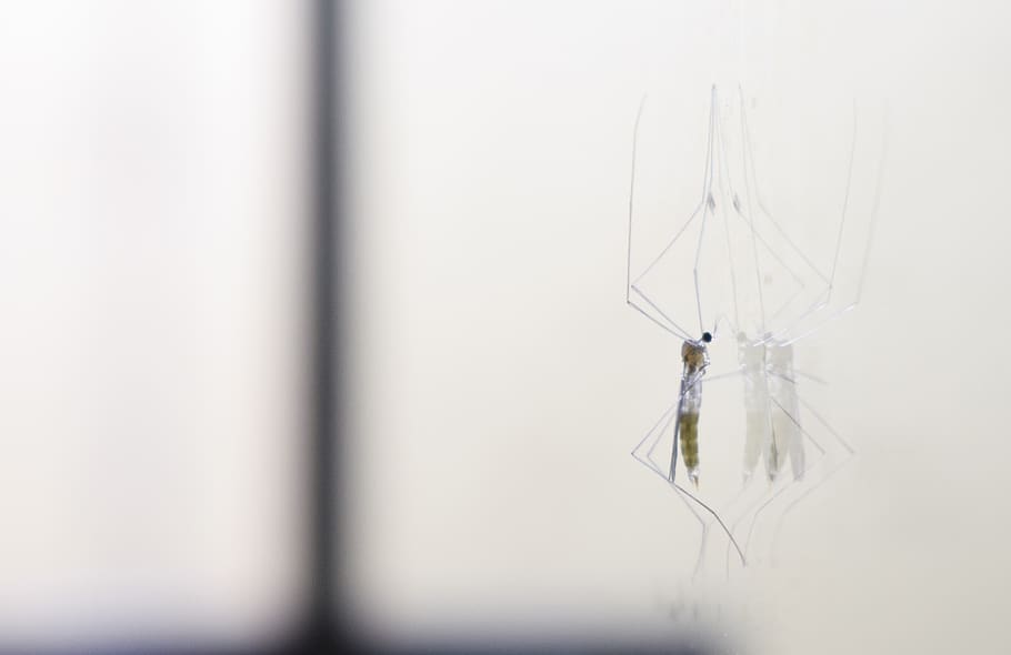 mosquito, insect, mirror image, macro, pest, infest, malaria HD wallpaper