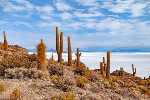 cactus plants near body of water, salt flat, desert, sky, cloud HD wallpaper