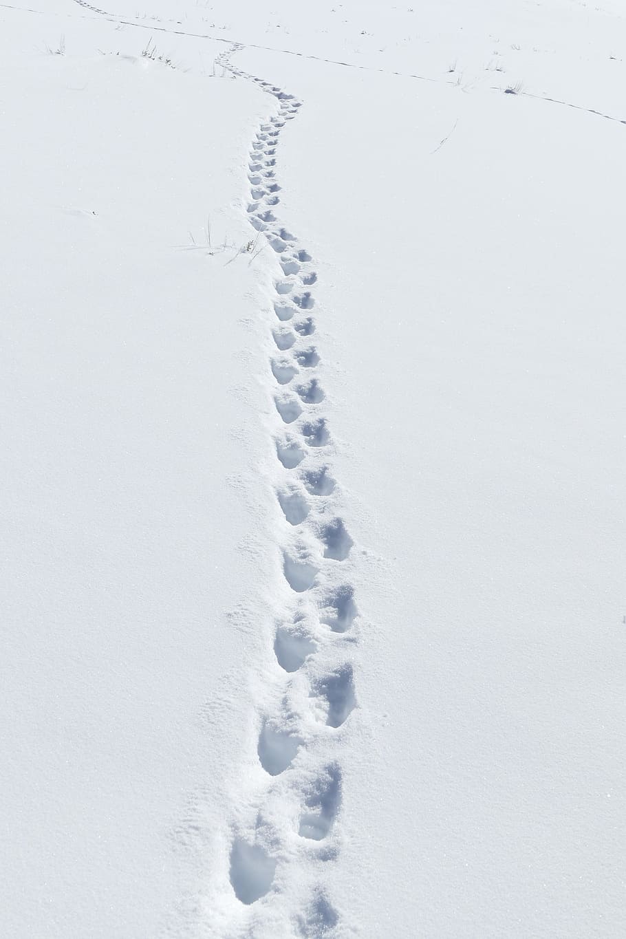 print, mark, foot, ice, snow, winter, frozen, cold temperature HD wallpaper