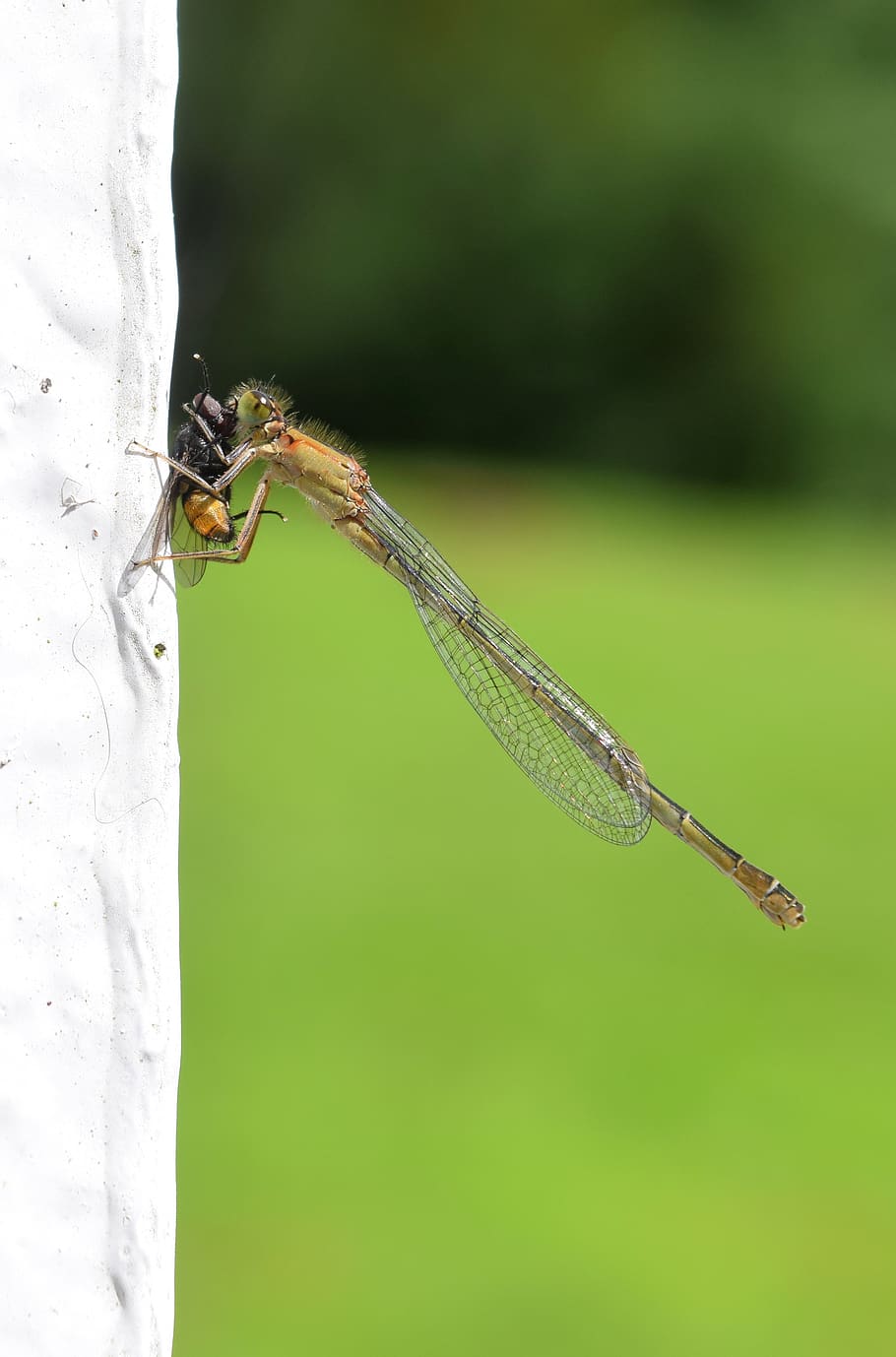 nature, fly, insect, prey, invertebrate, animal themes, animals in the wild HD wallpaper