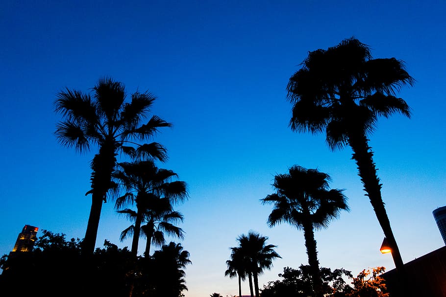 tree, plant, palm tree, arecaceae, silhouette, tropical, summer HD wallpaper