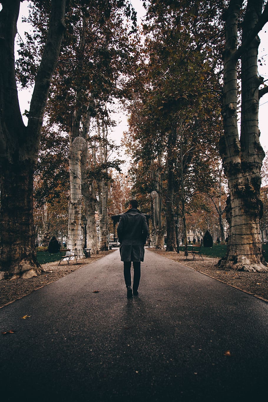 man walking on asphalt road, tree, rear view, plant, one person HD wallpaper