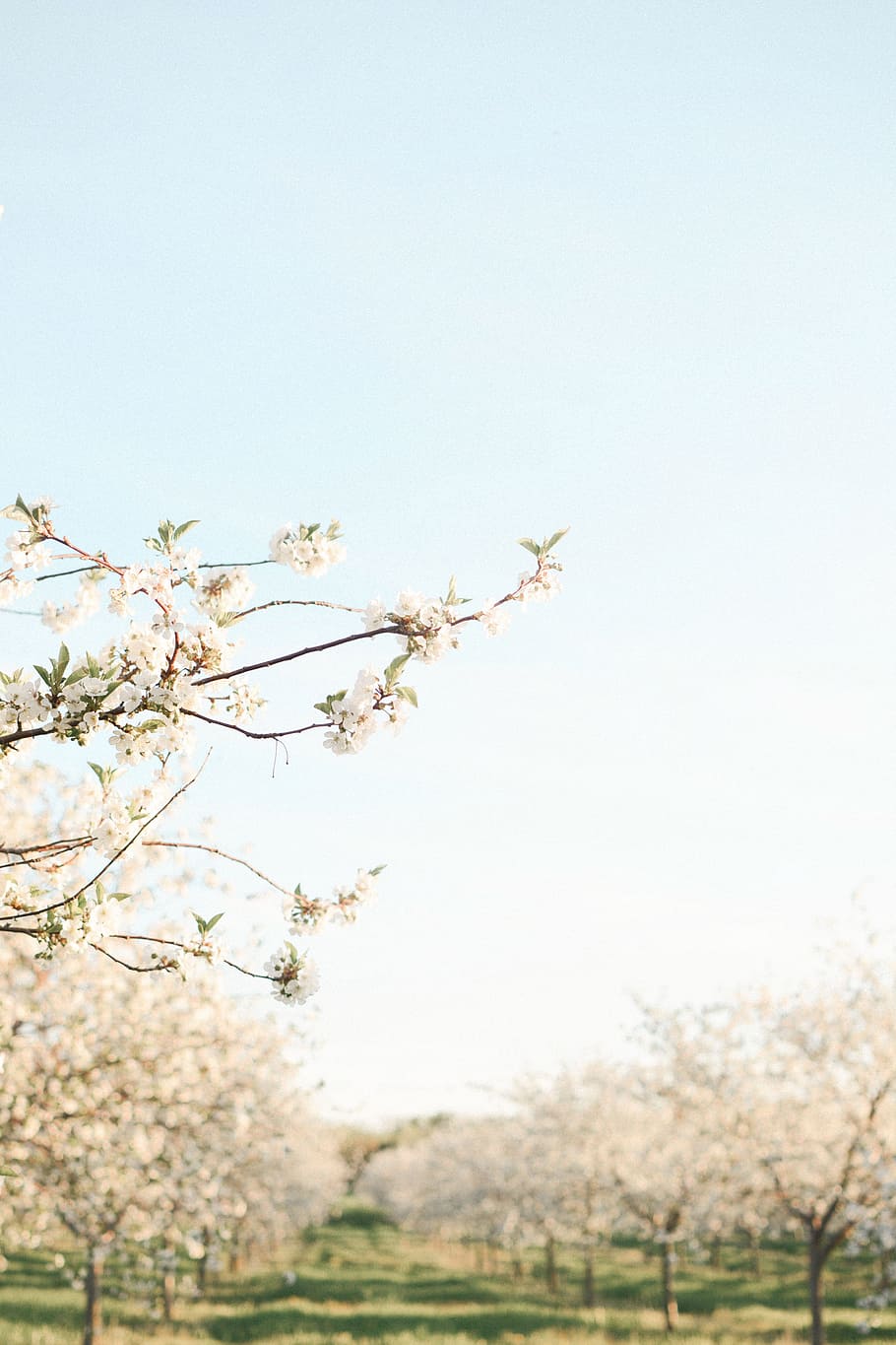 trees on green grass field, flower, branch, sky, blue, bokeh HD wallpaper