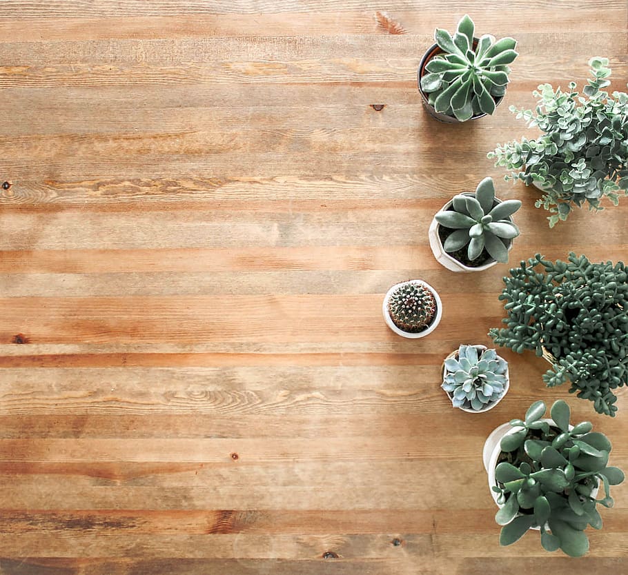 Above Ground Photo of Succulent Plants on Brown Wooden Board HD wallpaper