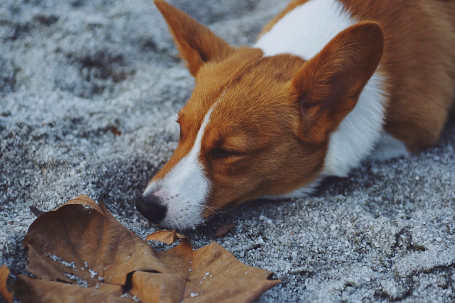 dog lying on snowfield, pet, animal, canine, mammal, qingpu qu HD wallpaper