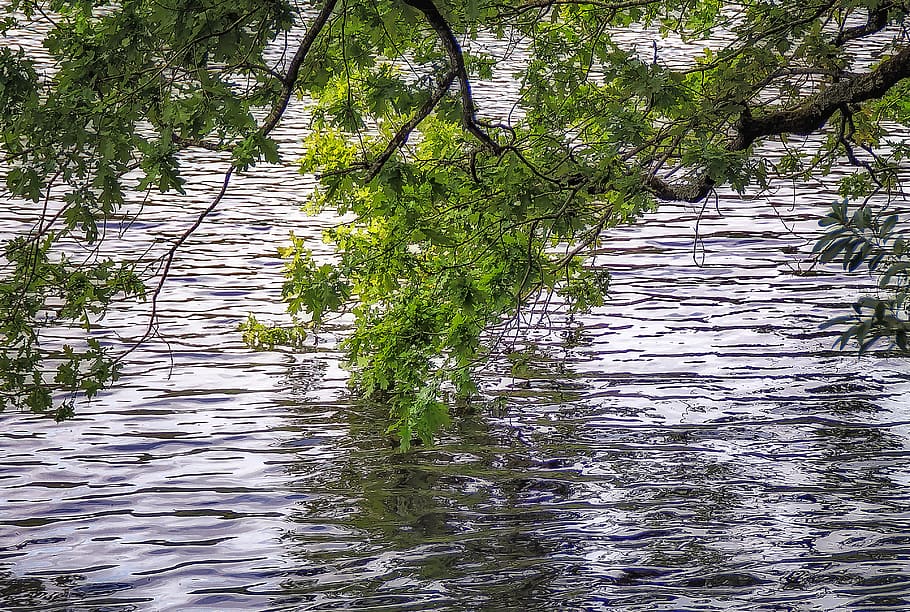 lake, water, plant, tree, no people, beauty in nature, tranquility HD wallpaper