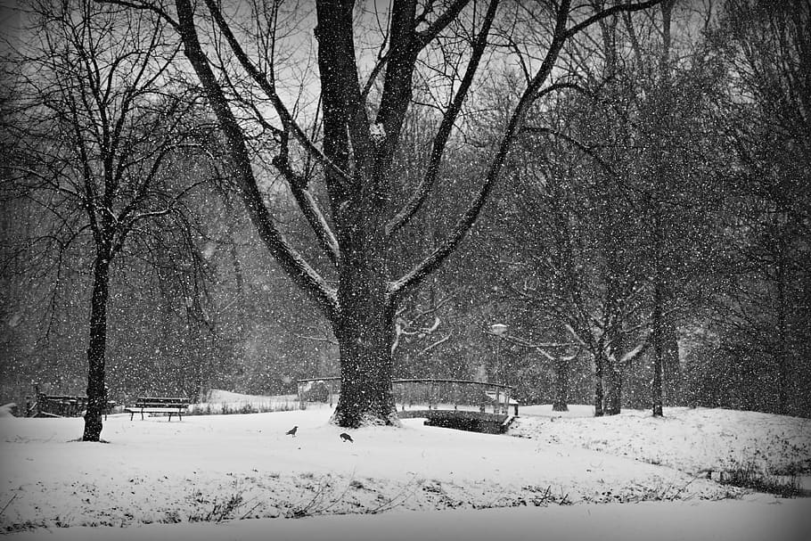 snow, snowy park, tree, cold, zing, wintry, frost, winter scene HD wallpaper