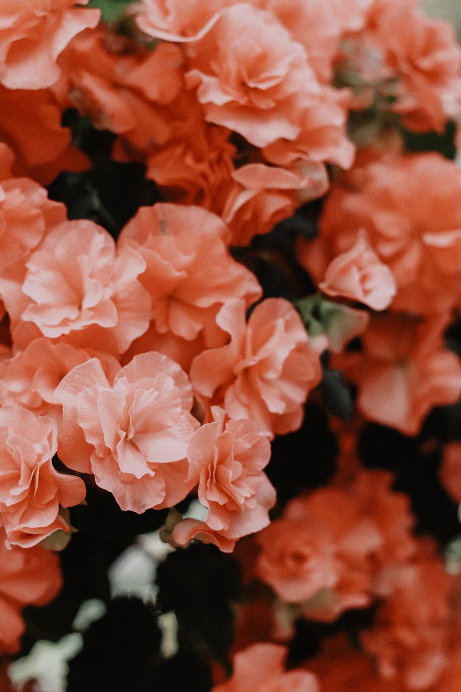 red petaled flowers, beauty in nature, flowering plant, freshness HD wallpaper