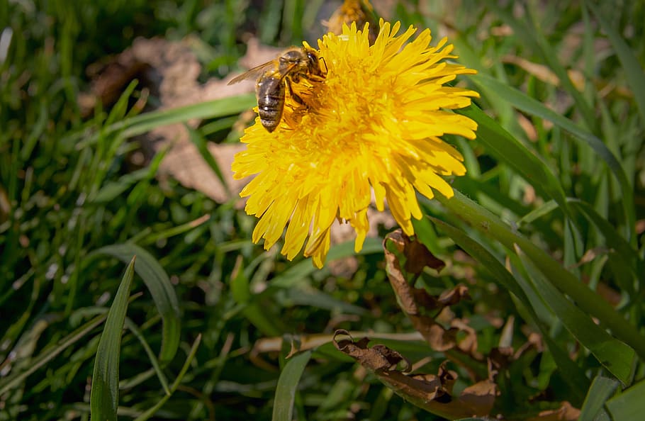 dandelion, bee, pollen, pollination, landing, guests can enjoy HD wallpaper