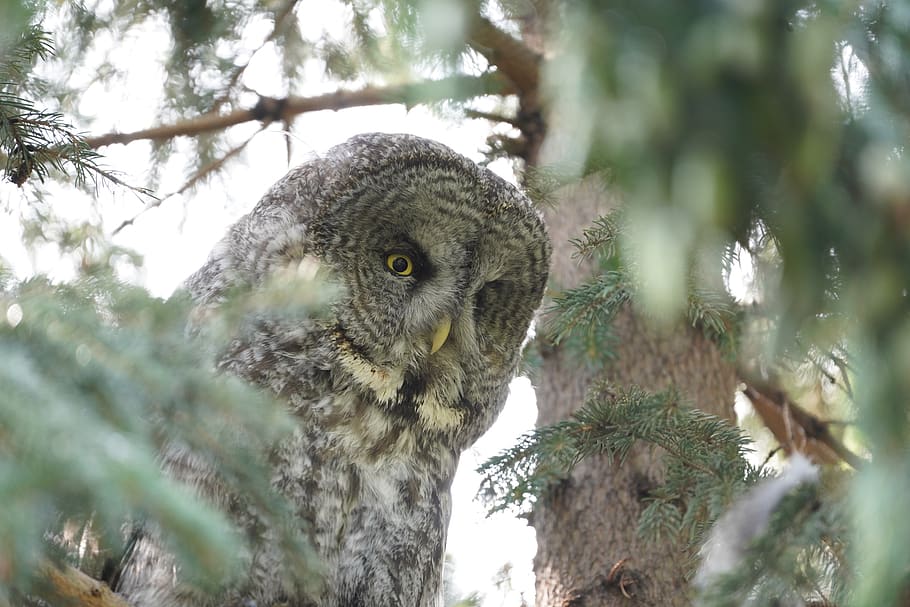 owl, tree, bird, one animal, animal themes, animal wildlife HD wallpaper