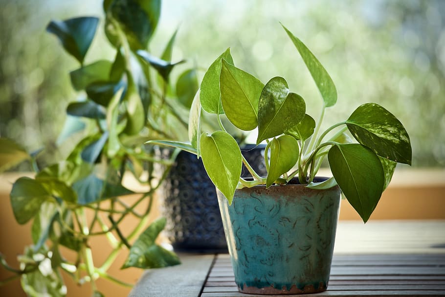 11 Best Bedroom Plants That Will Help You Sleep - Golden Pothos