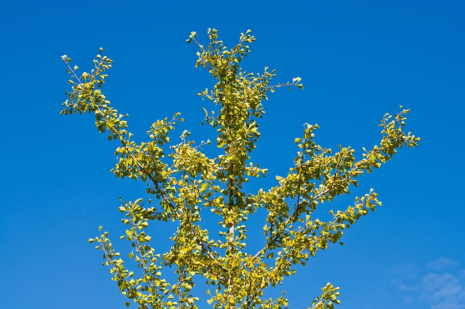 tree, sky, plant, contrast, daylight, colorful, nature, green HD wallpaper