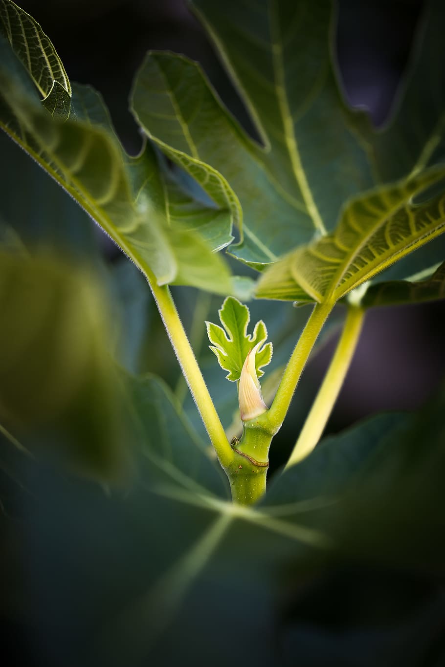 germany, bad vilbel, macro, leafs, garden, fig tree, plants HD wallpaper