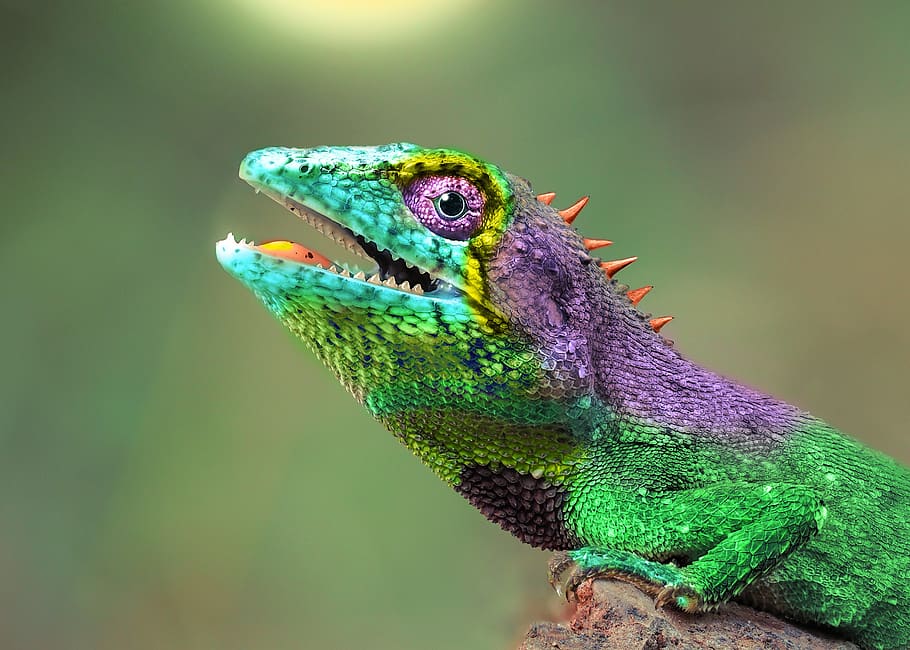 chameleon, animal, hirba, colorful, nature, tropic, animal tropical, HD wallpaper
