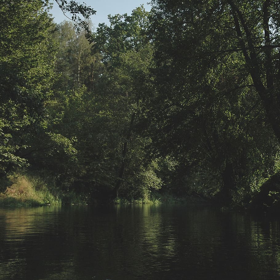 poland, wełna, forest, riverforest, rzeka, spływ, steady river HD wallpaper