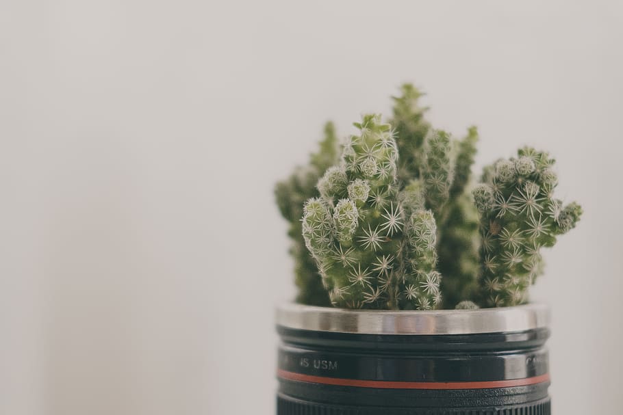 Green Cacti Closed Up Photography, cactus, growth, macro, plant HD wallpaper