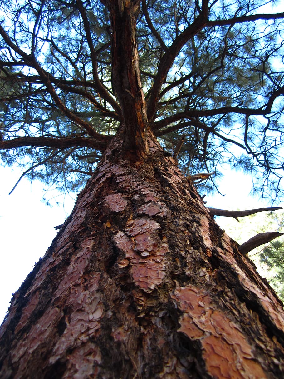 ponderosa, pine, trees, up, tree trunk, low angle view, plant HD wallpaper