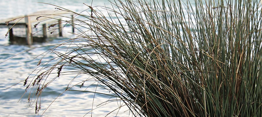 lake, reed, web, jetty, nature, grass, winter, plant, mood HD wallpaper