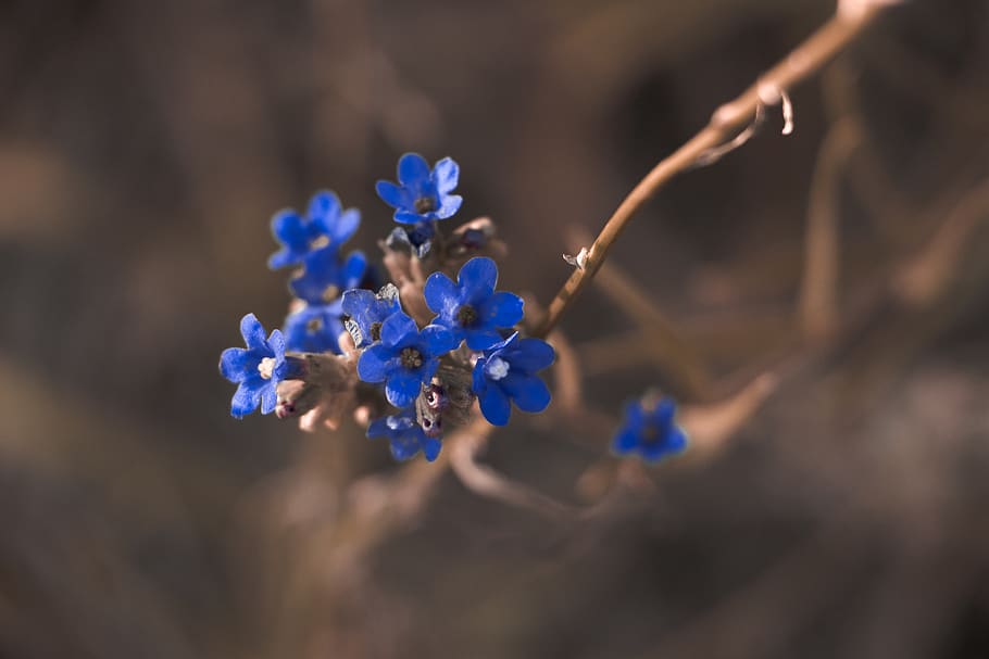 Macro Photography of Blue Petaled Flower, beautiful, bloom, blooming HD wallpaper