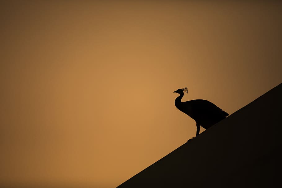 silhouette of peacock, animal, bird, india, heron, ardeidae, crane bird, HD wallpaper