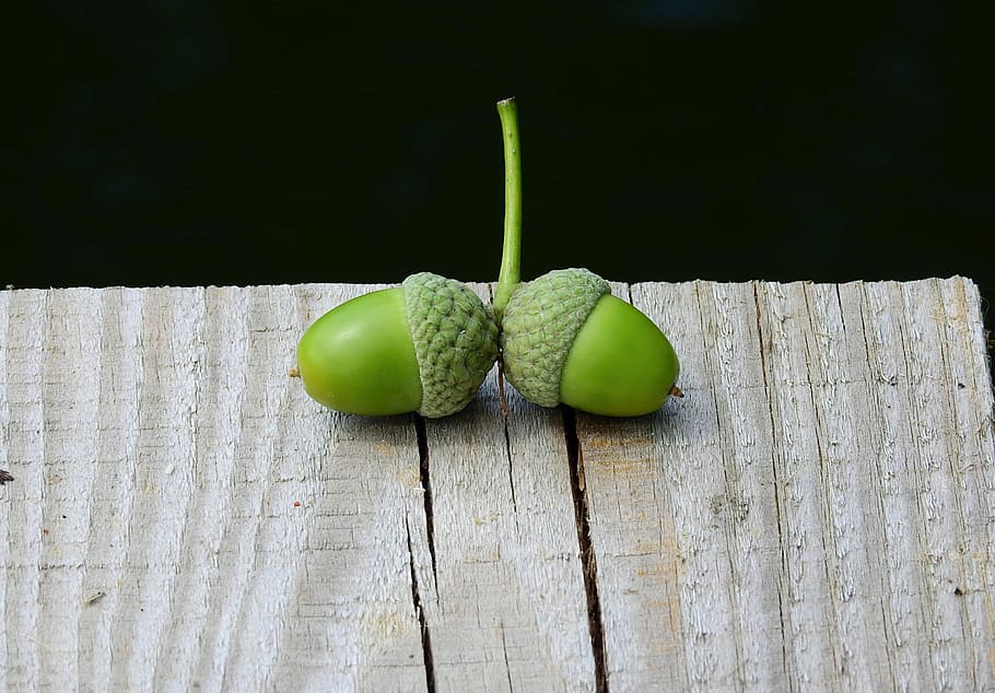 acorns, wood, nuts, green color, food and drink, healthy eating HD wallpaper