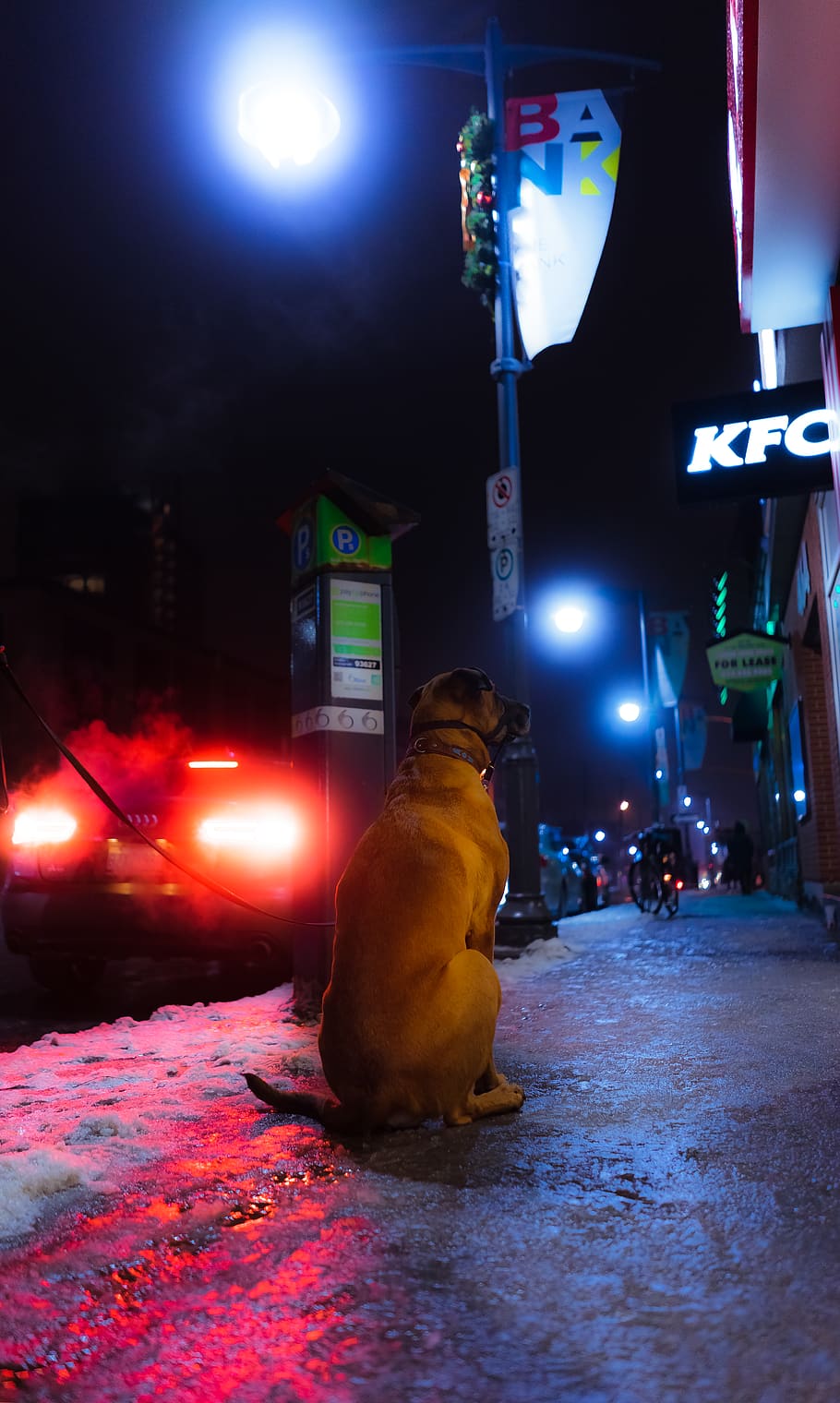brown sitting on under post lamp at night, human, person, canine HD wallpaper