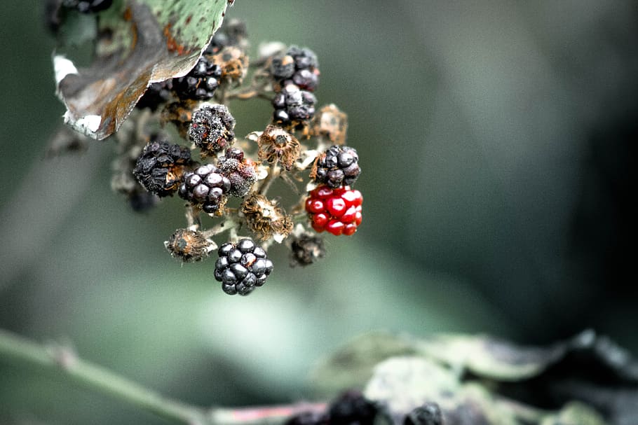 fruit, black, red, vitamins, health, power, berries, costs HD wallpaper
