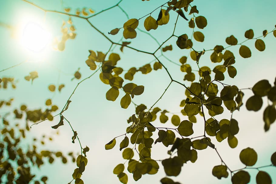 green-leafed tree, plant, sunlight, flare, veins, food, banister HD wallpaper