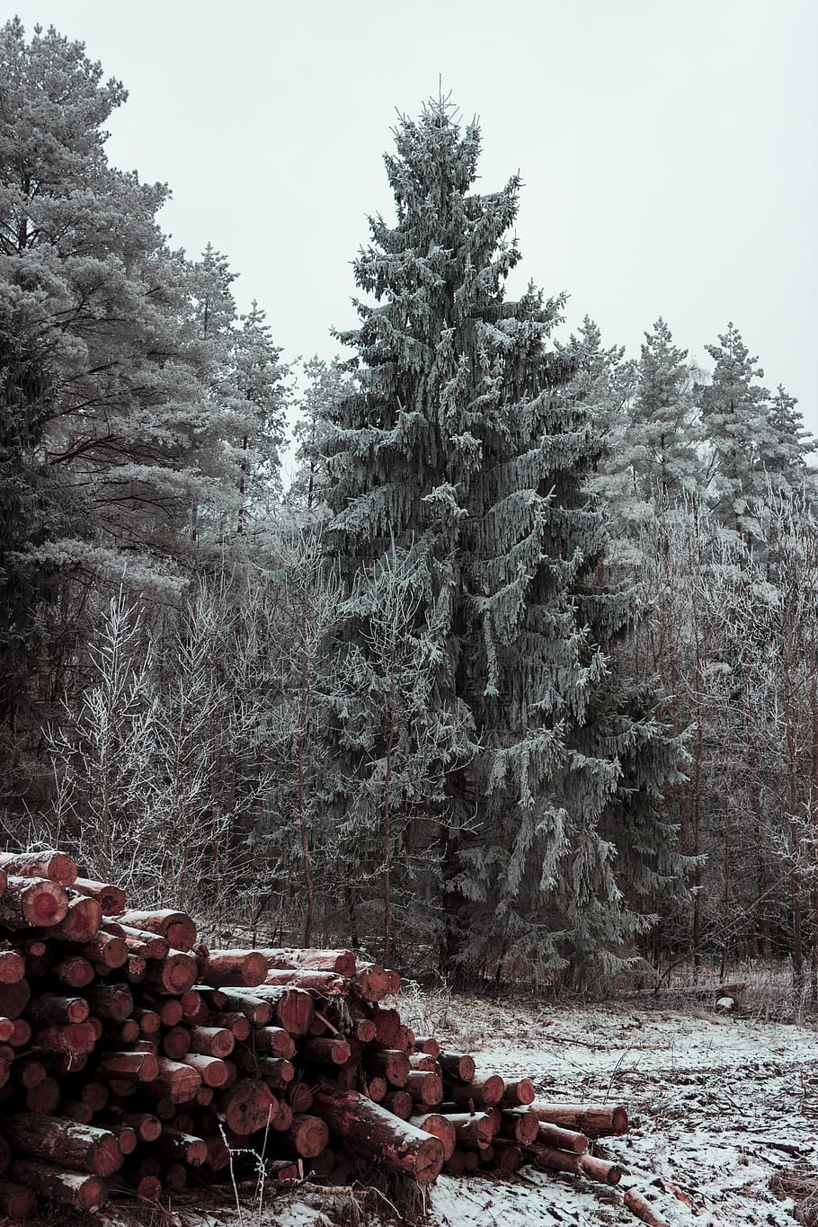 Green Trees Near Pile of Firewoods, cold, conifer, ice, pine HD wallpaper