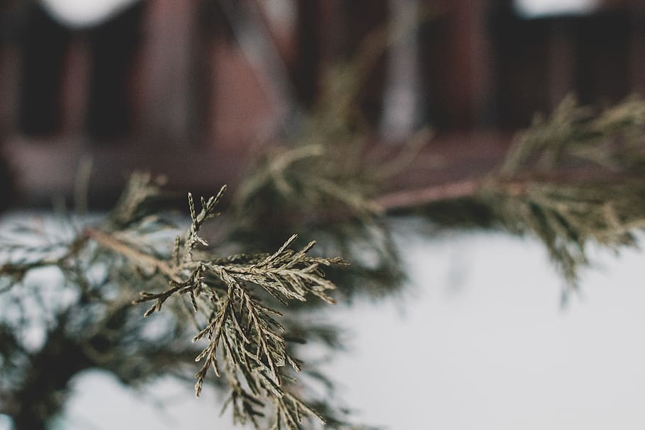 green, tree, christmas, winter, season, christmas tree, vintage HD wallpaper