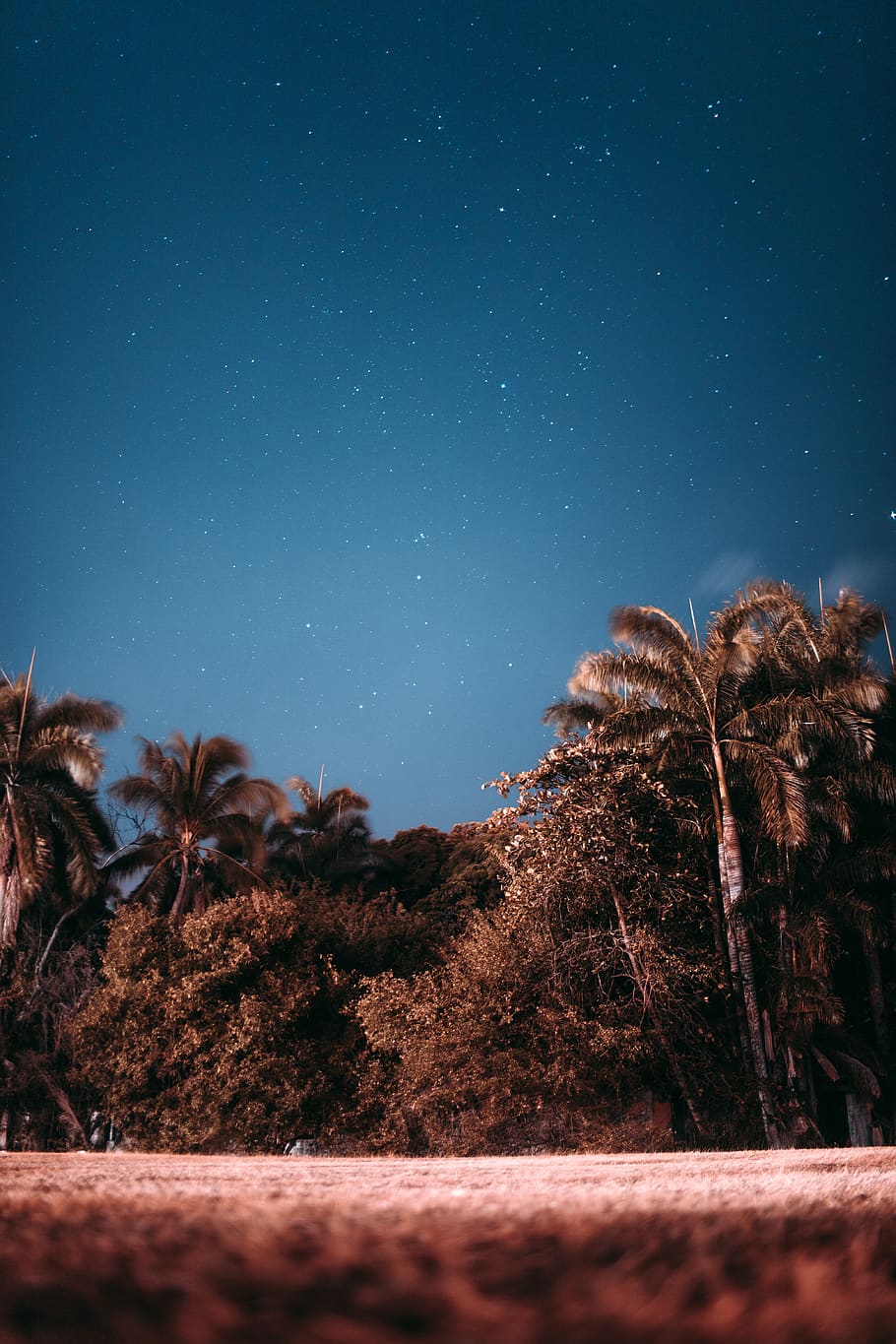 trees under night sky, plant, star - space, scenics - nature HD wallpaper