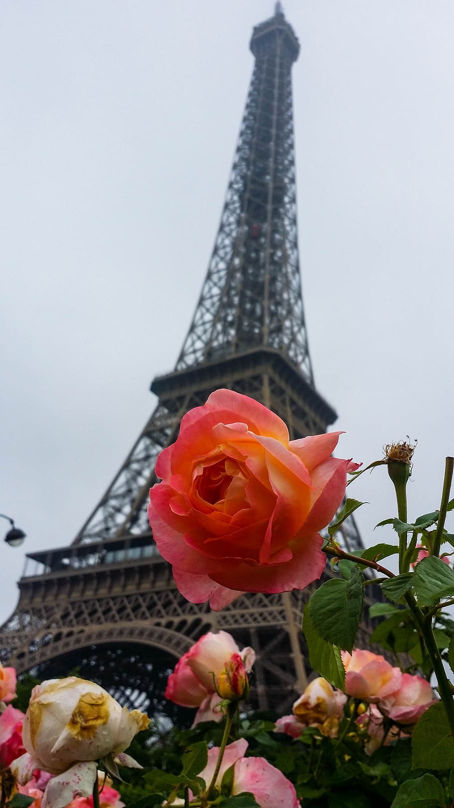 paris, tower, eiffel tower, structure, flower, plants, flowering plant HD wallpaper